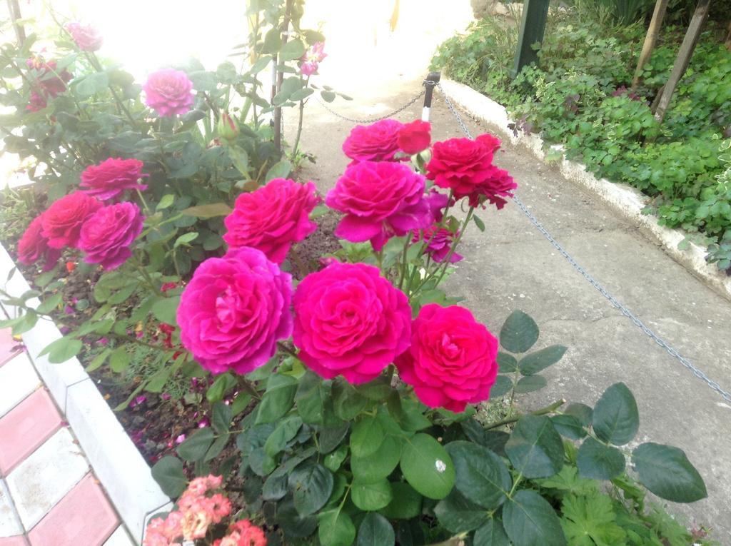 Pink Guest House Obzor Εξωτερικό φωτογραφία